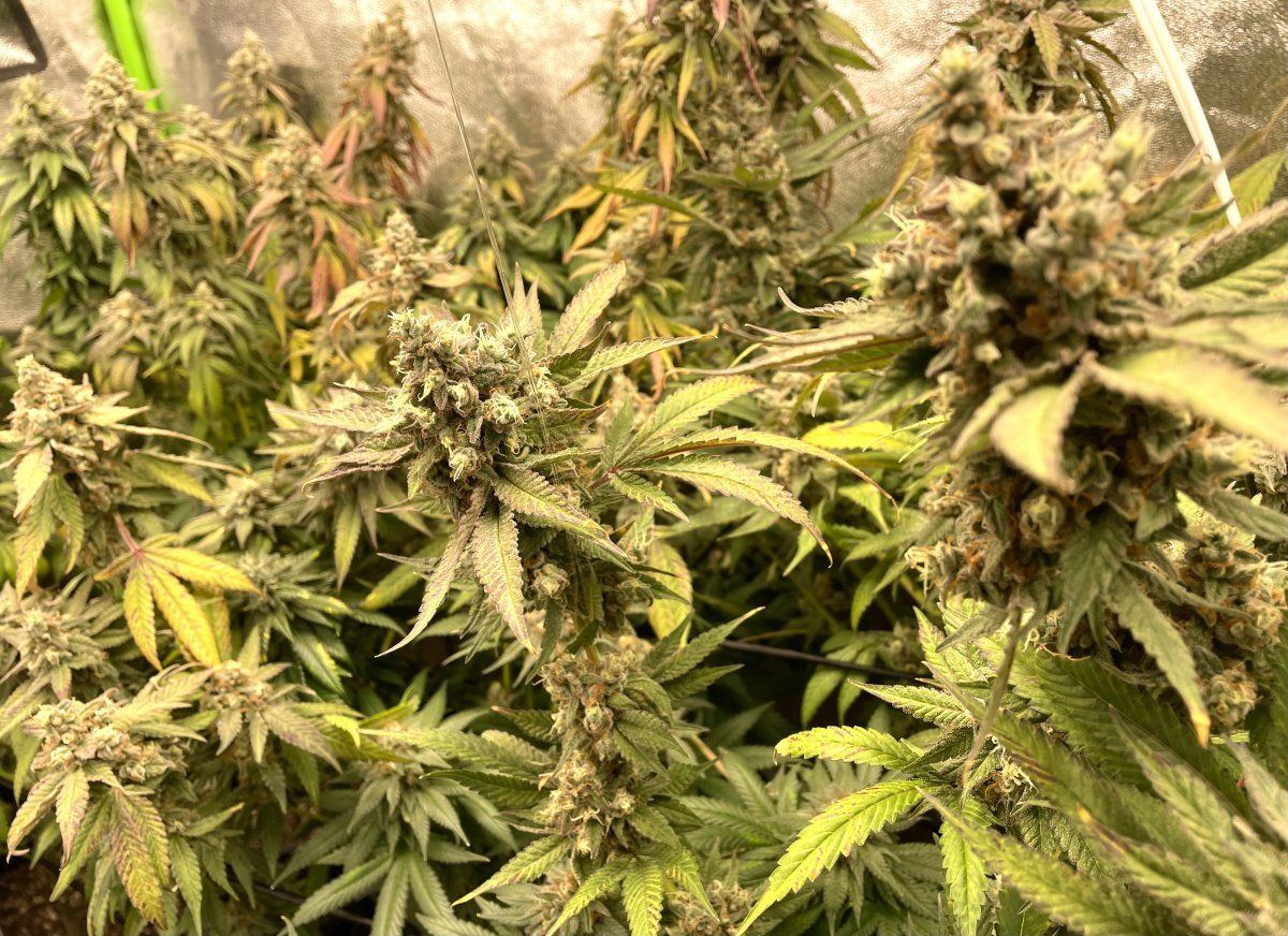 GDP1