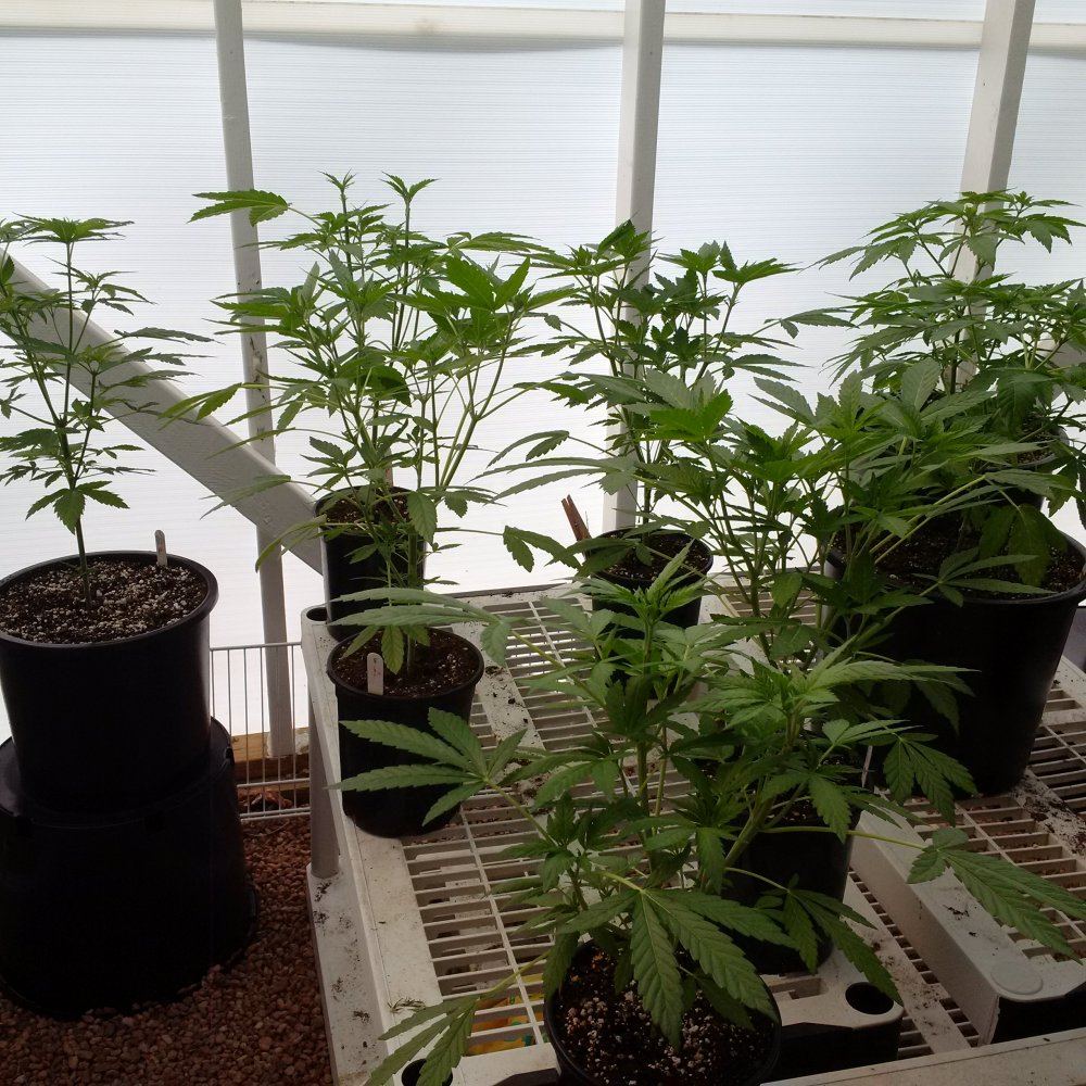 GDP1