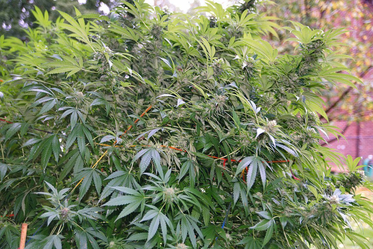 Gdp11