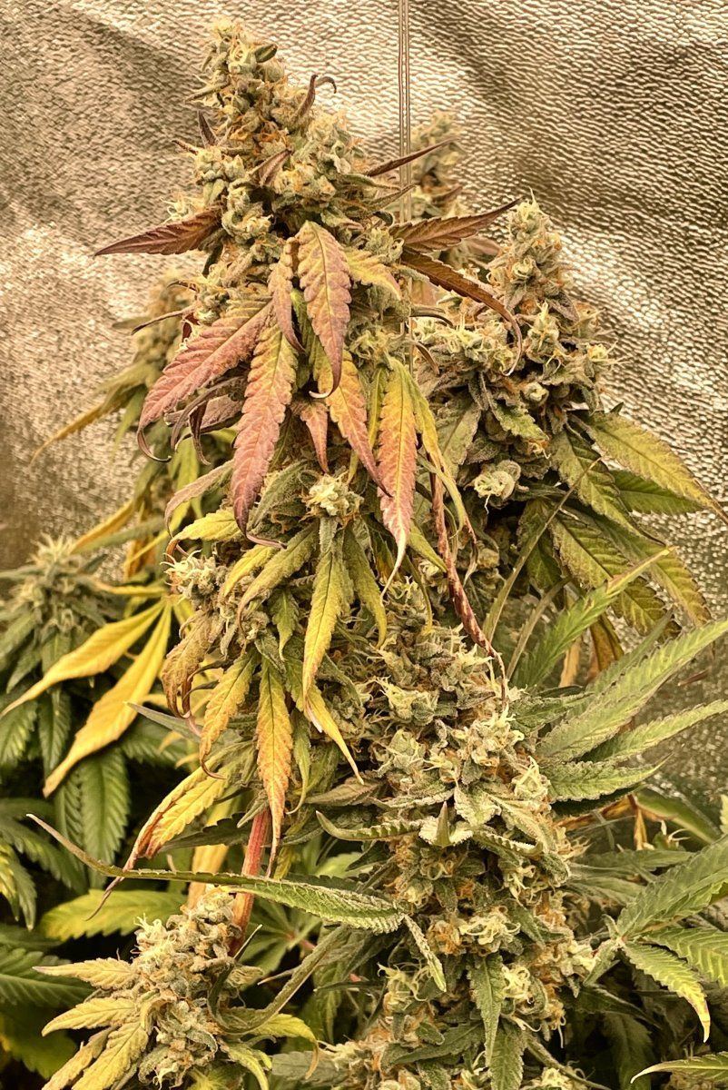 GDP2