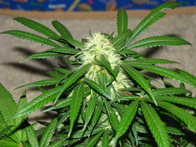 GDP2