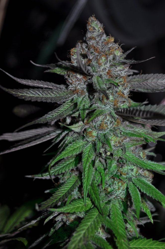Gdp2