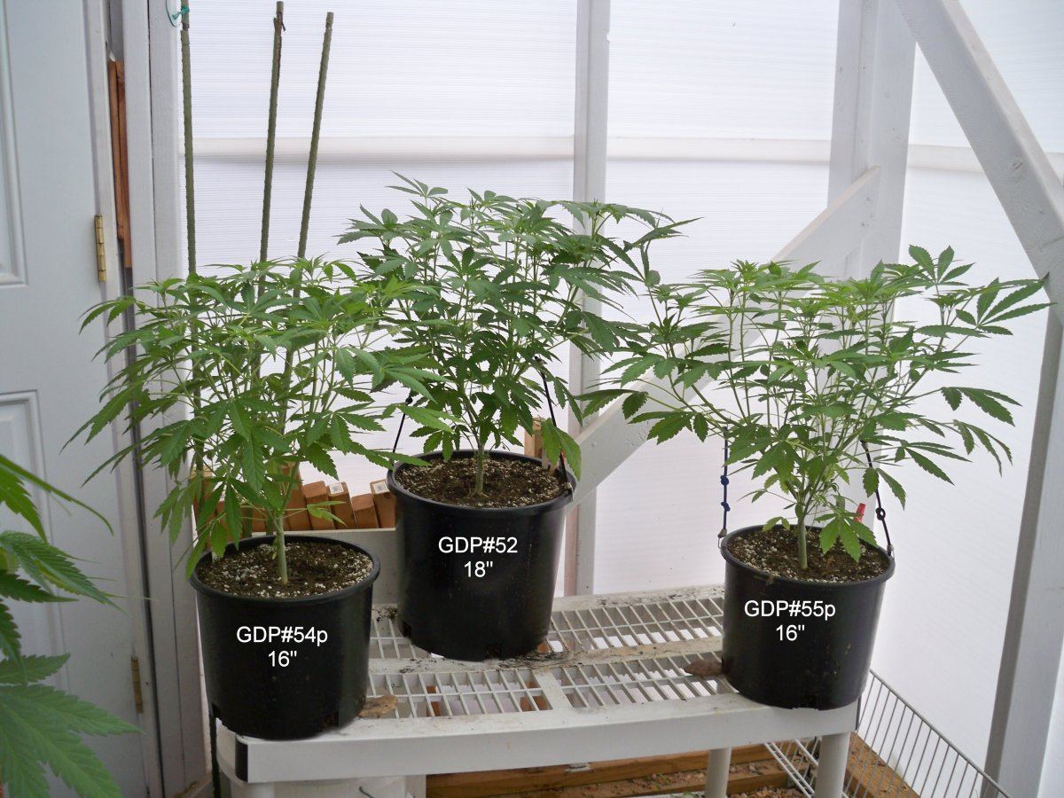 GDP2