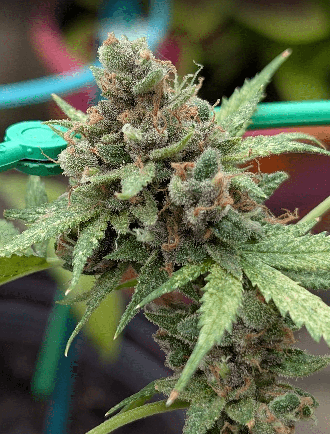 GDP2