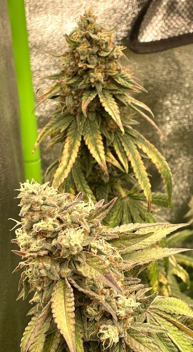 GDP3