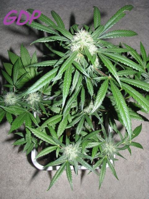 GDP3