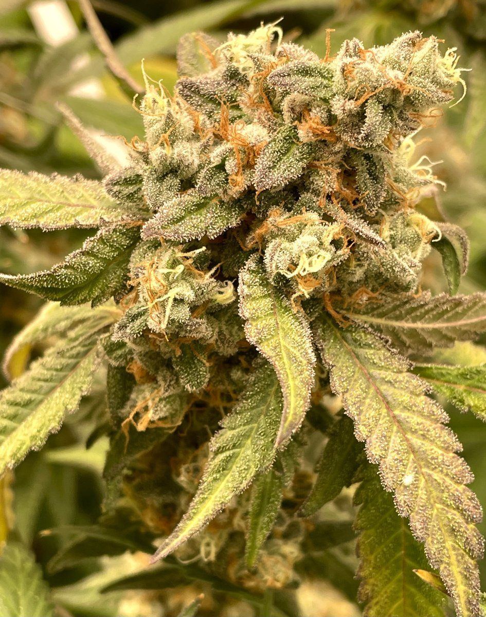 GDP4