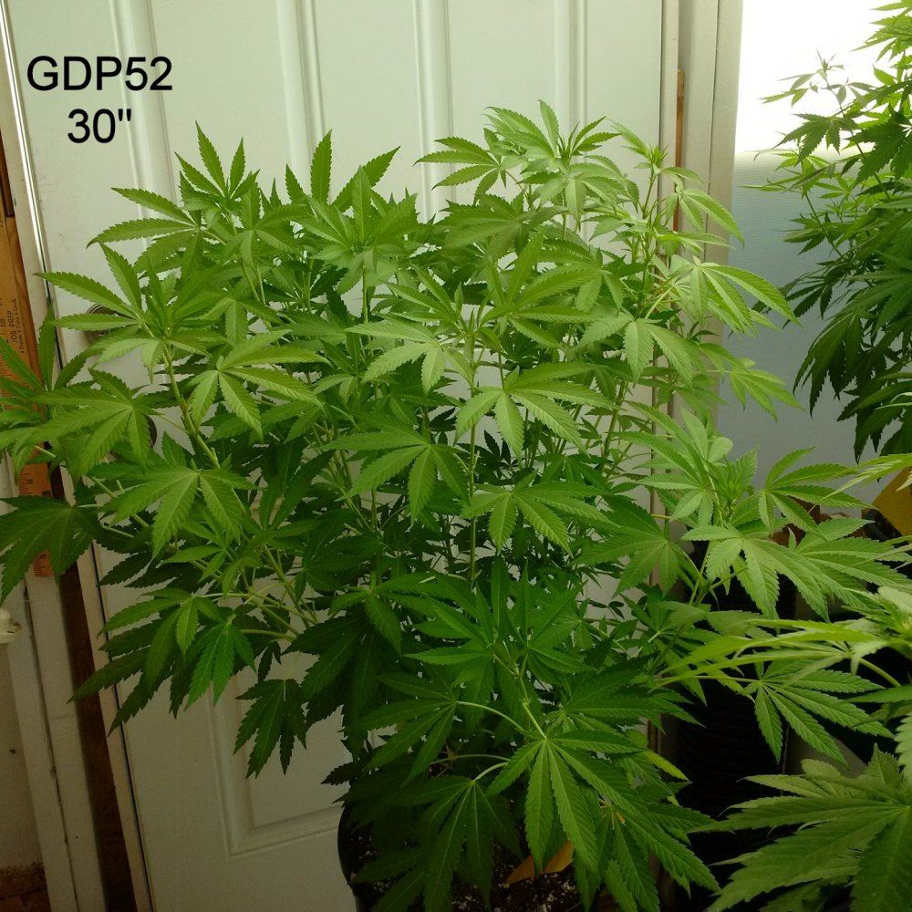 GDP52 30