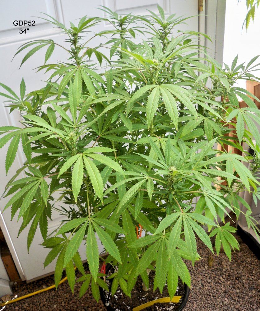 GDP52 34