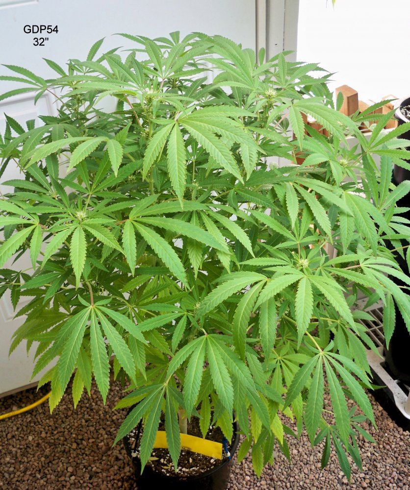GDP54 32