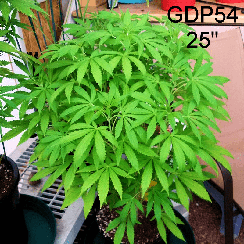 GDP54a