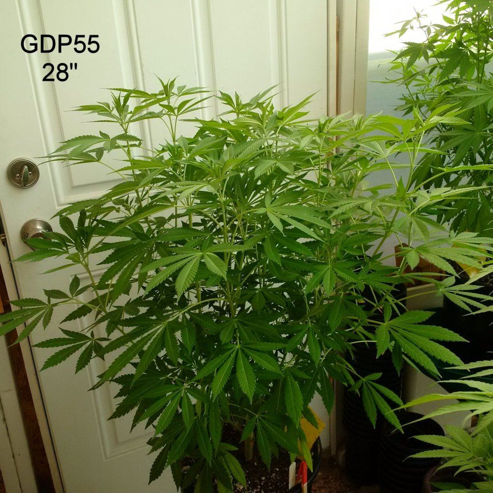 GDP55 28