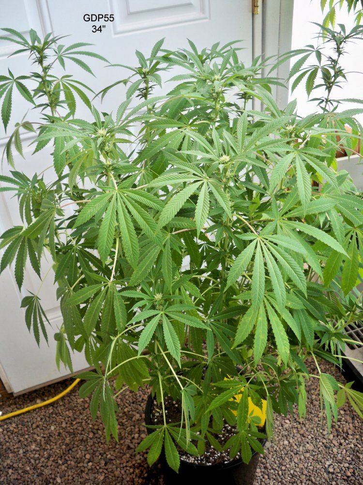 GDP55 34