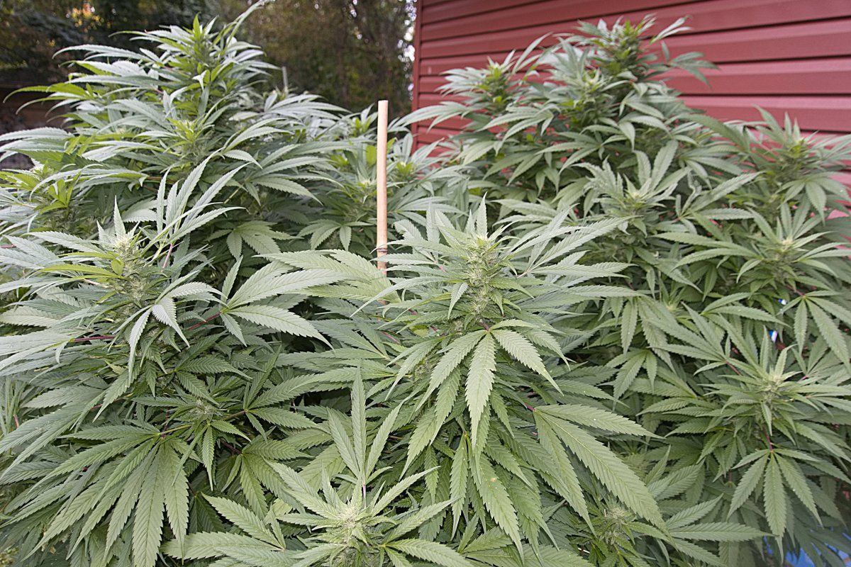 Gdp7
