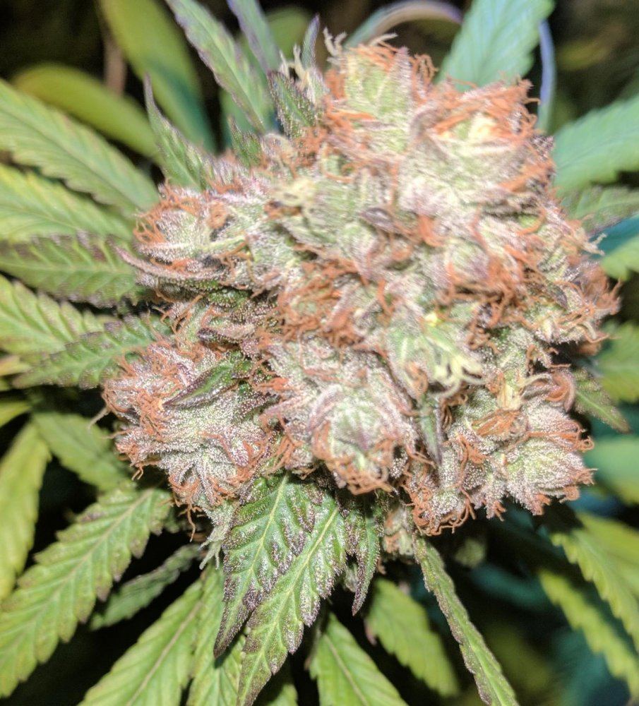 Gdp88 bud1