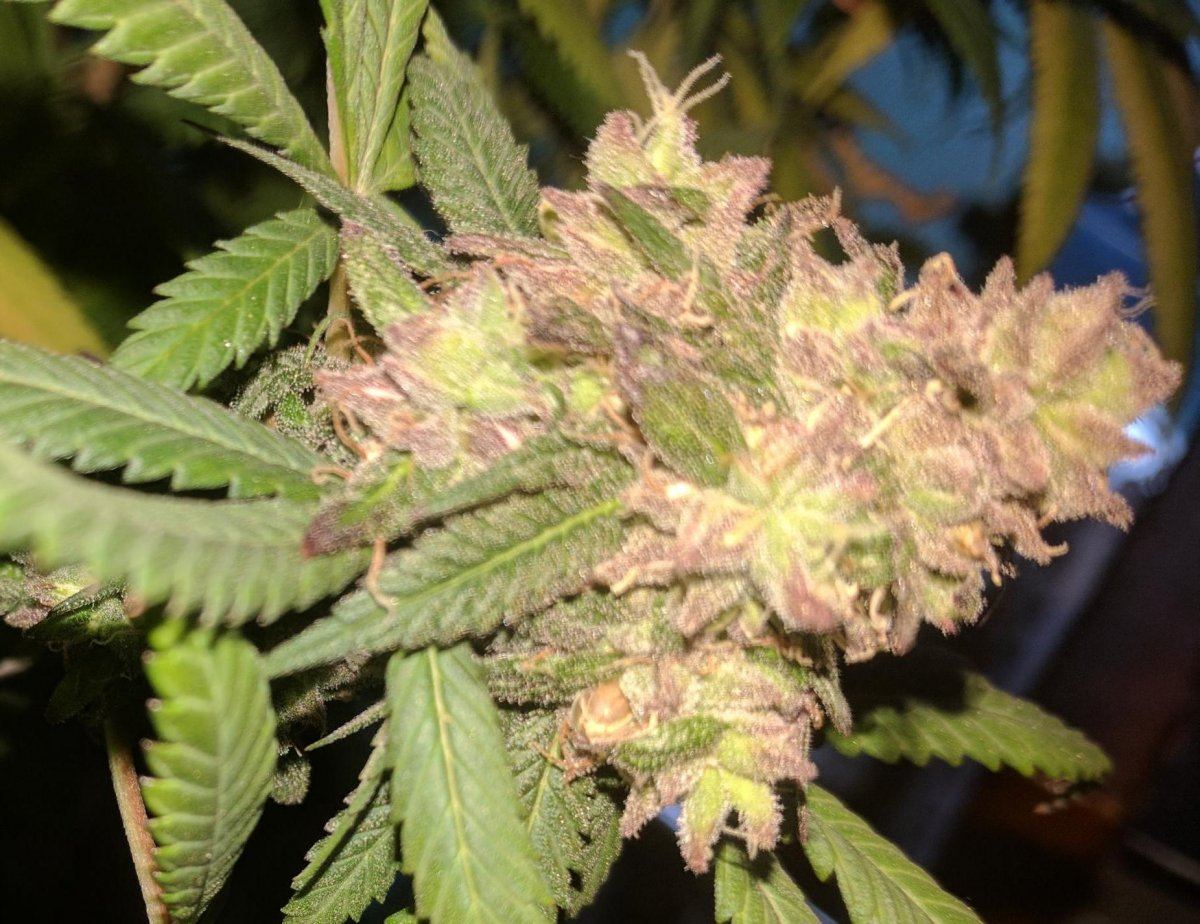 Gdp88 bud2