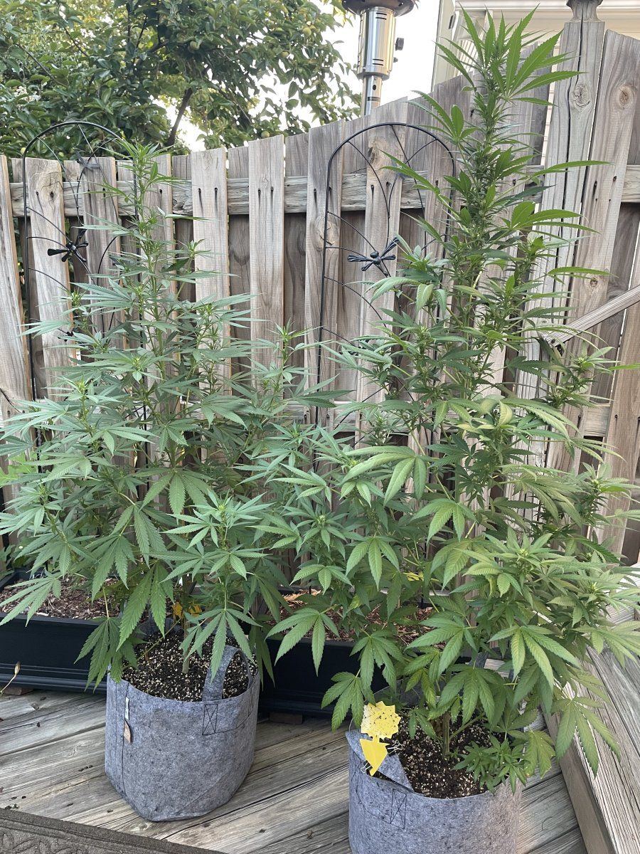 GDP THC Bomb  08 26 2023 01