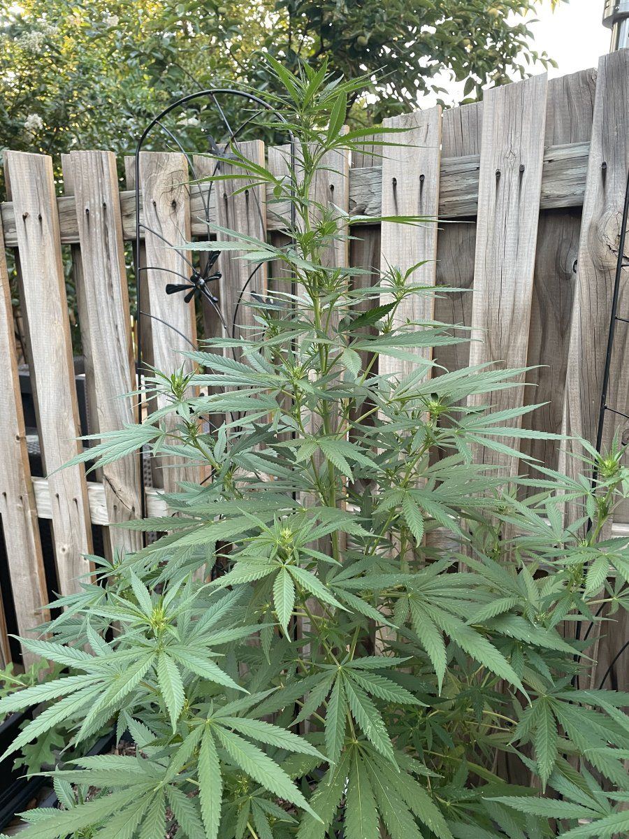 GDP THC Bomb  08 26 2023 02
