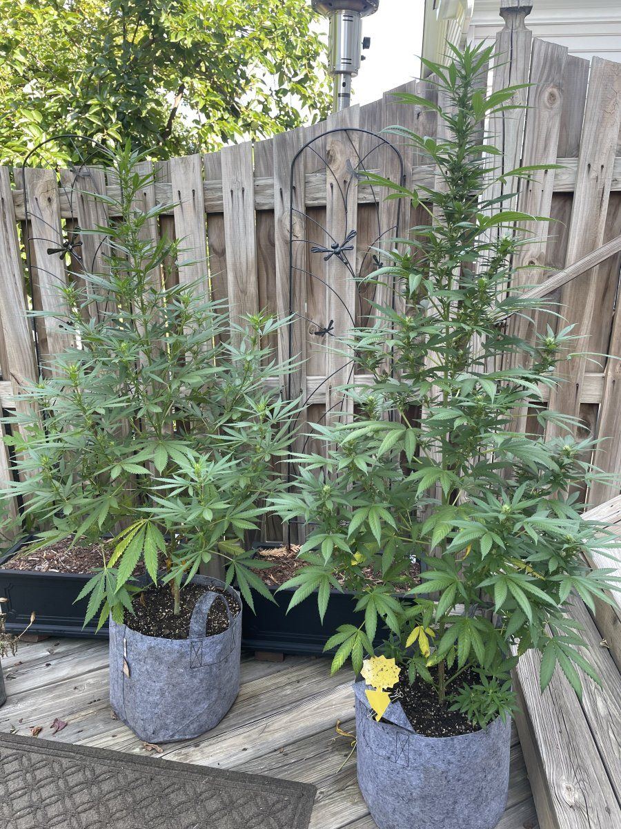 GDP THC Bomb  08 30 2023 01