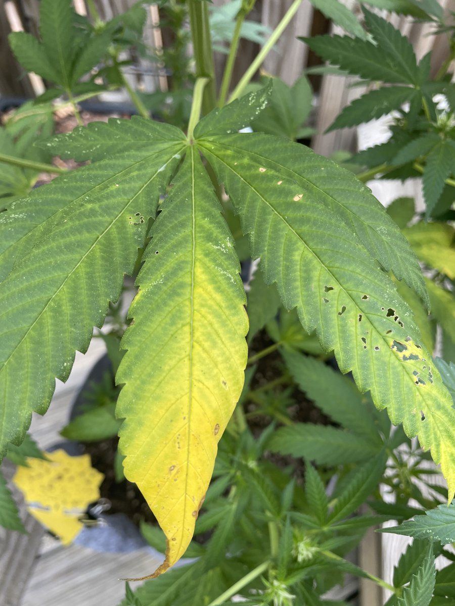 GDP THC Bomb  08 30 2023 05