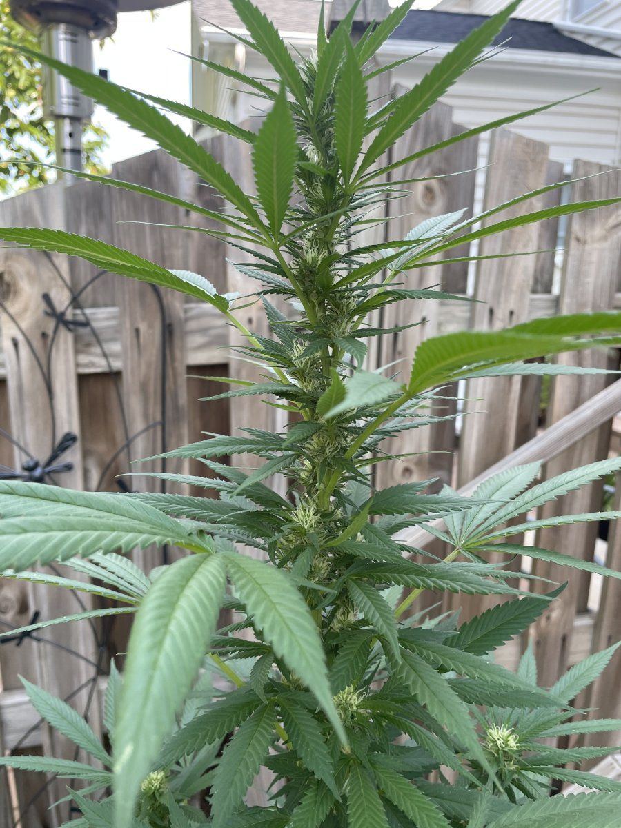 GDP THC Bomb  08 30 2023 06