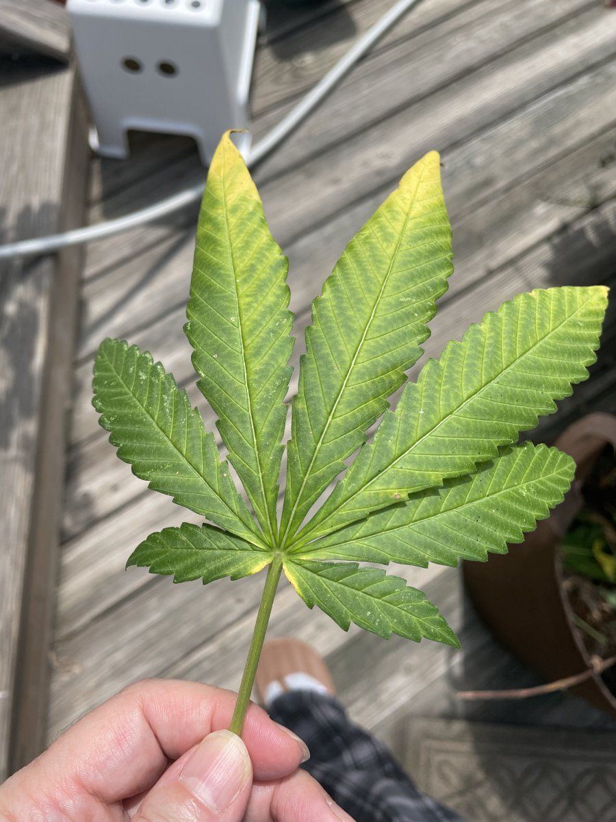 GDP THC Bomb  08 30 2023 08