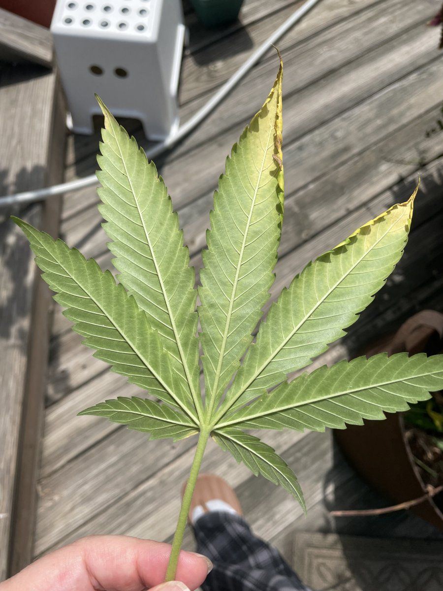 GDP THC Bomb  08 30 2023 09