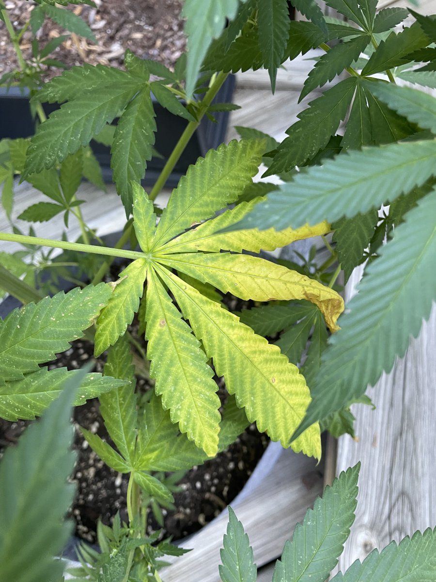 GDP THC Bomb  08 31 2023 03