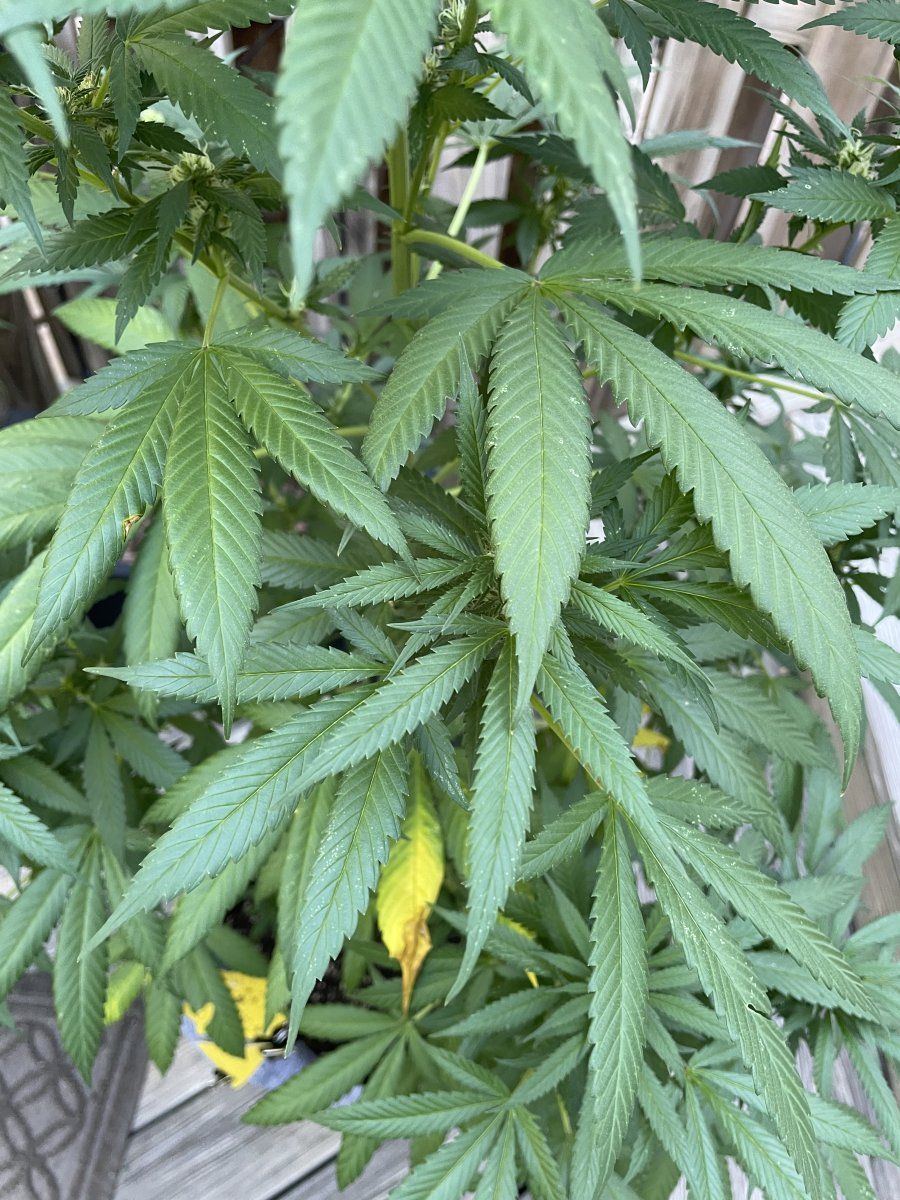 GDP THC Bomb  08 31 2023 04