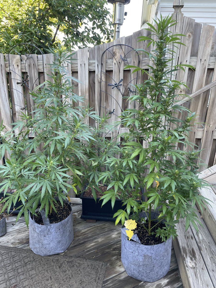 GDP THC Bomb  09 01 2023 01