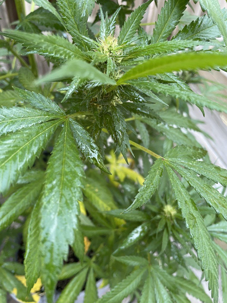 GDP THC Bomb  09 01 2023 02