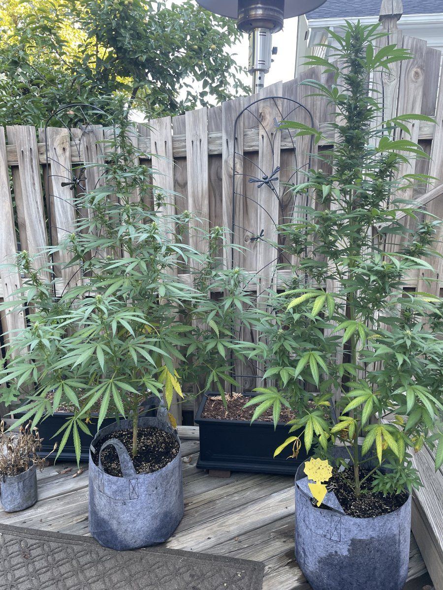 GDP THC Bomb  09 06 2023 01
