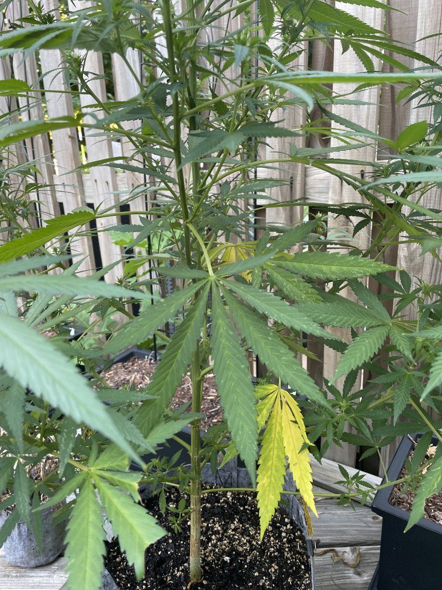 GDP THC Bomb  09 06 2023 02