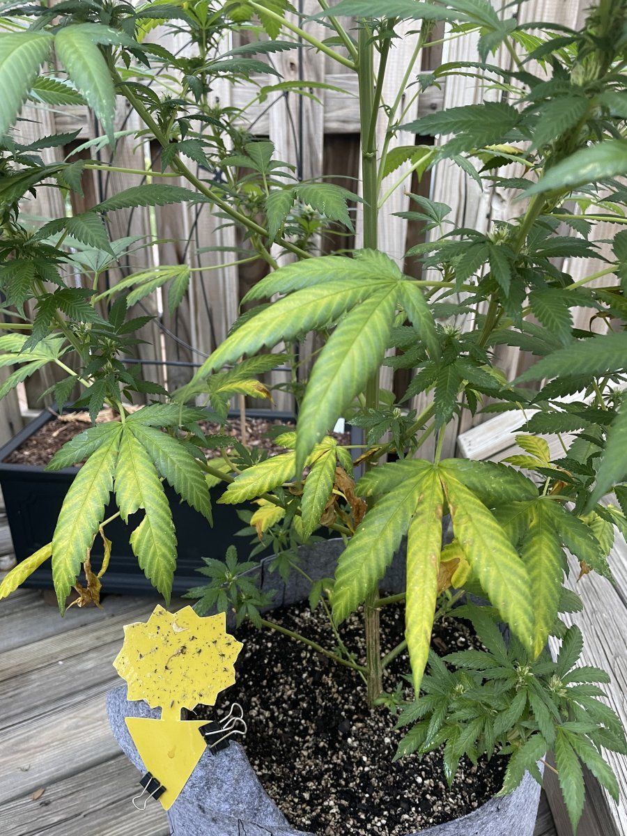 GDP THC Bomb  09 06 2023 03
