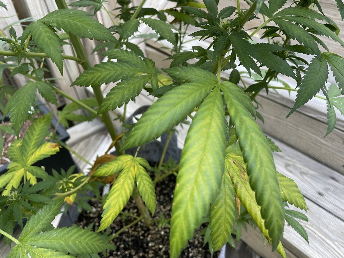 GDP THC Bomb  09 06 2023 04