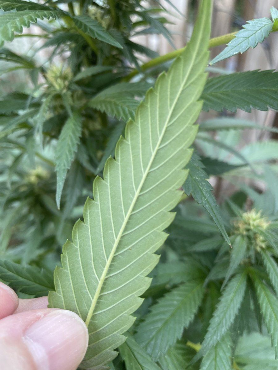 GDP THC Bomb  09 06 2023 05