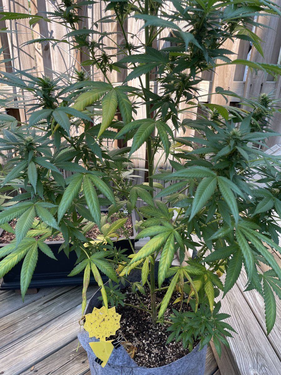 GDP THC Bomb  09 07 2023 02