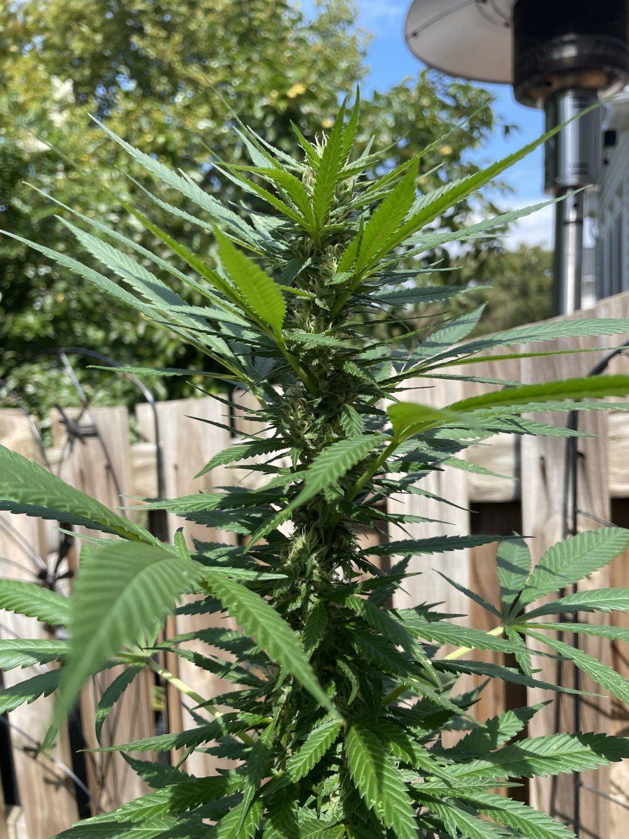 GDP THC Bomb  09 08 2023 01