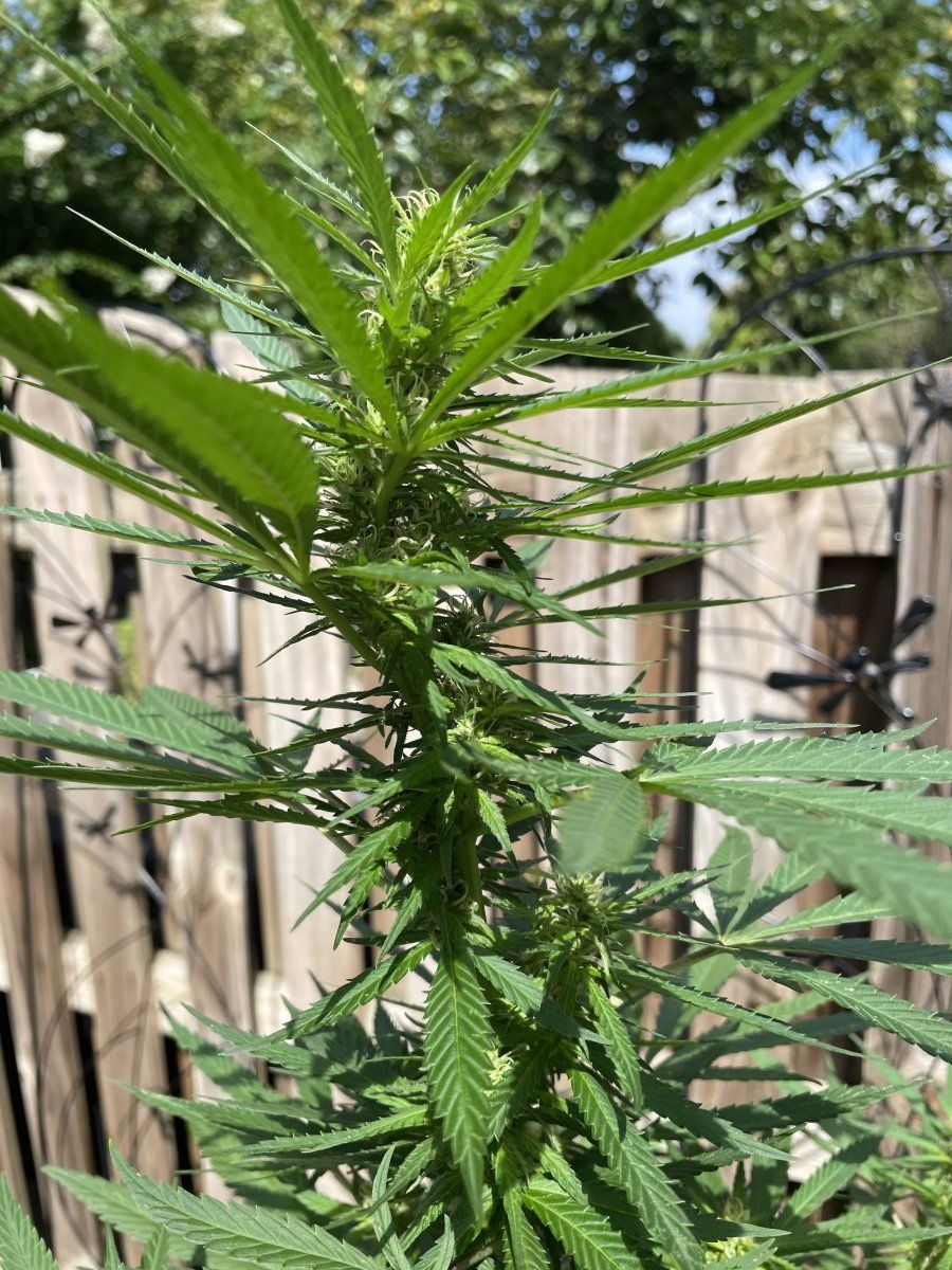 GDP THC Bomb  09 08 2023 02