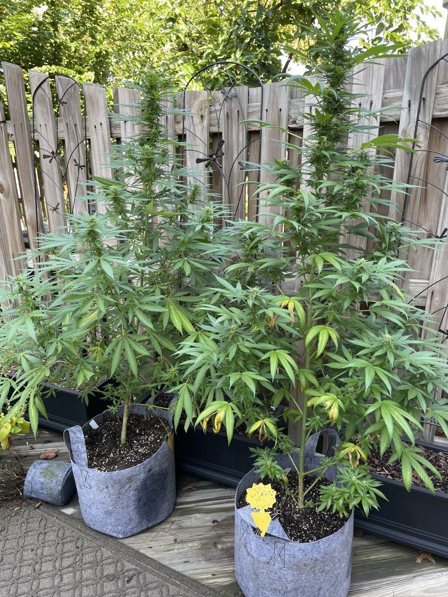 GDP THC Bomb  09 12 2023 01