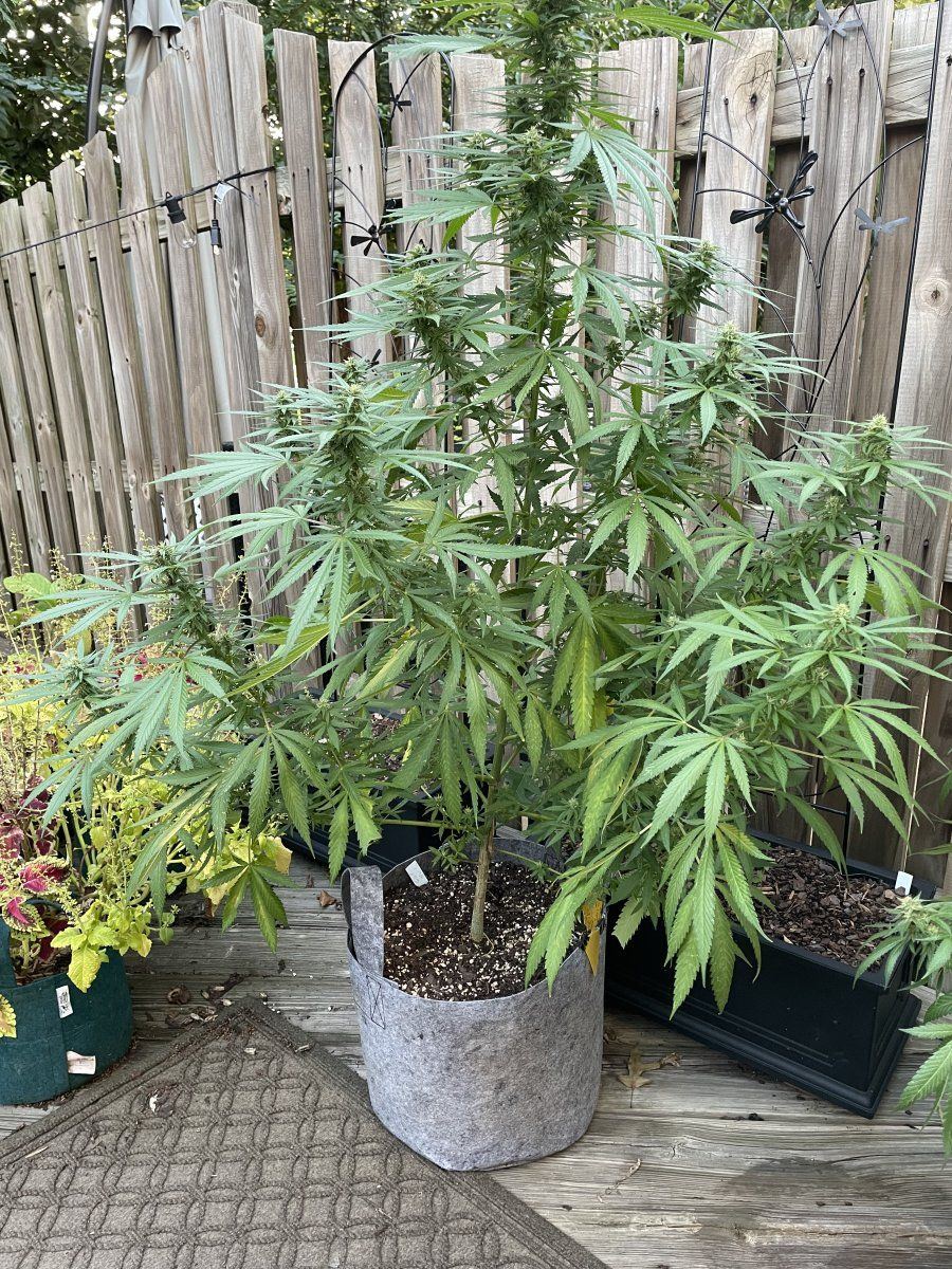 GDP THC Bomb  09 19 2023 01