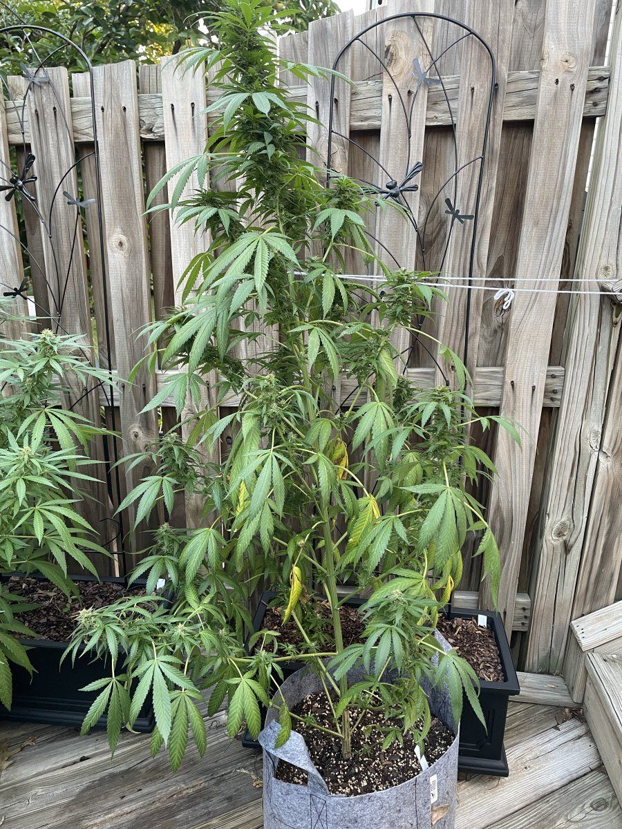 GDP THC Bomb  09 19 2023 02