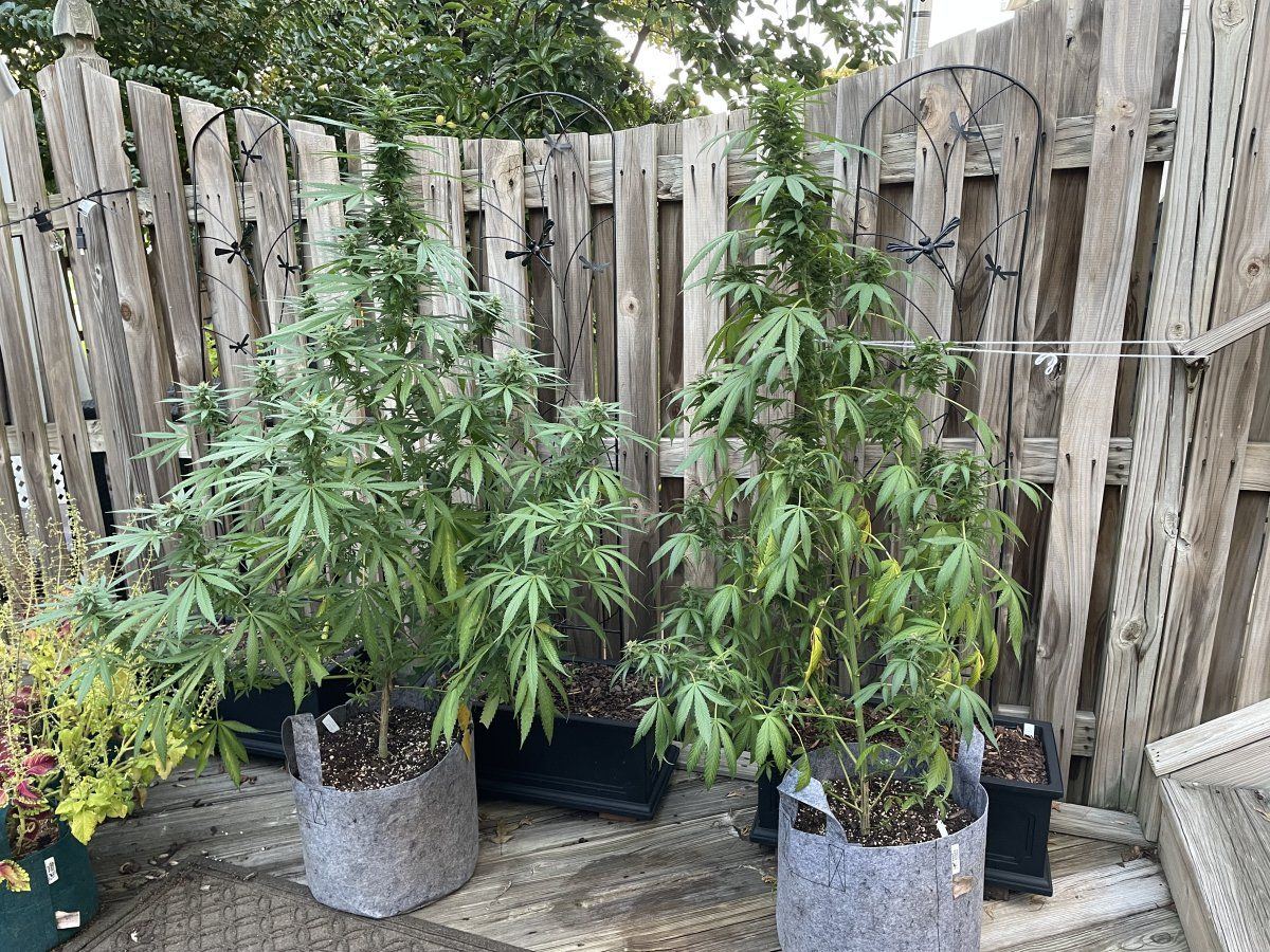 GDP THC Bomb  09 19 2023 03