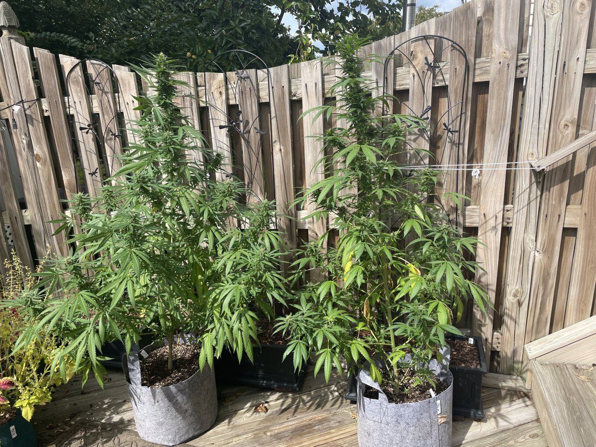 GDP THC Bomb  09 22 2023 01