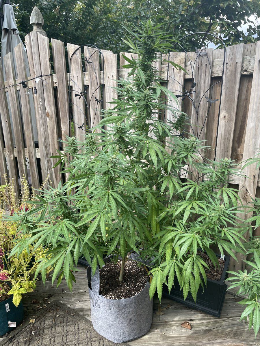 GDP THC Bomb  09 22 2023 02