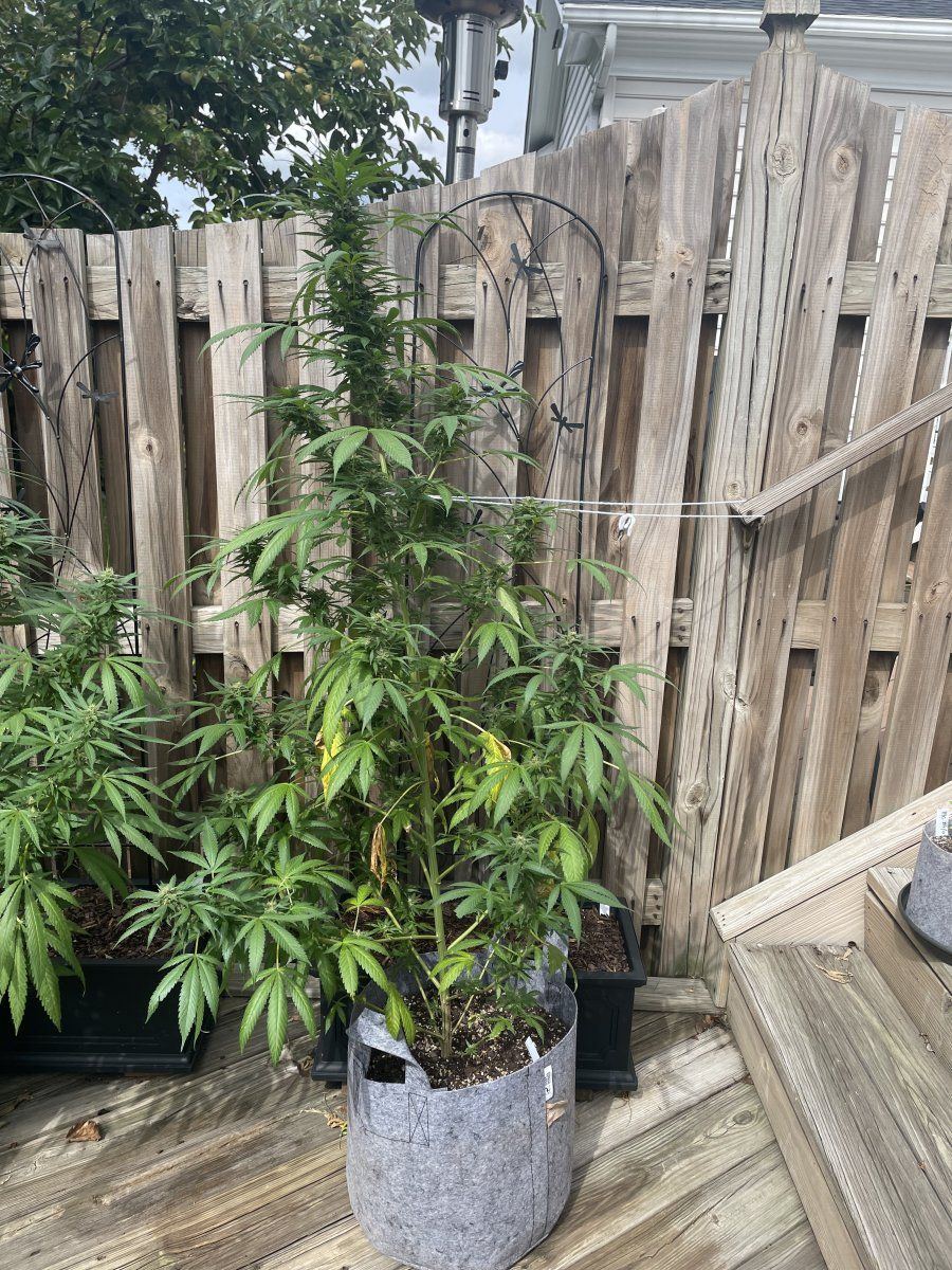 GDP THC Bomb  09 22 2023 03