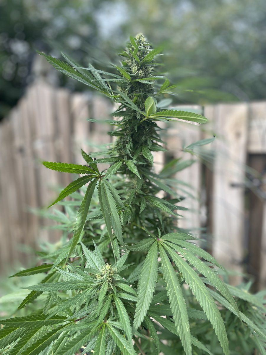 GDP THC Bomb  09 22 2023 04
