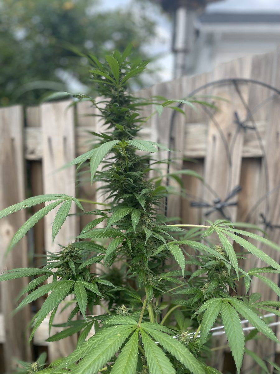 GDP THC Bomb  09 22 2023 05