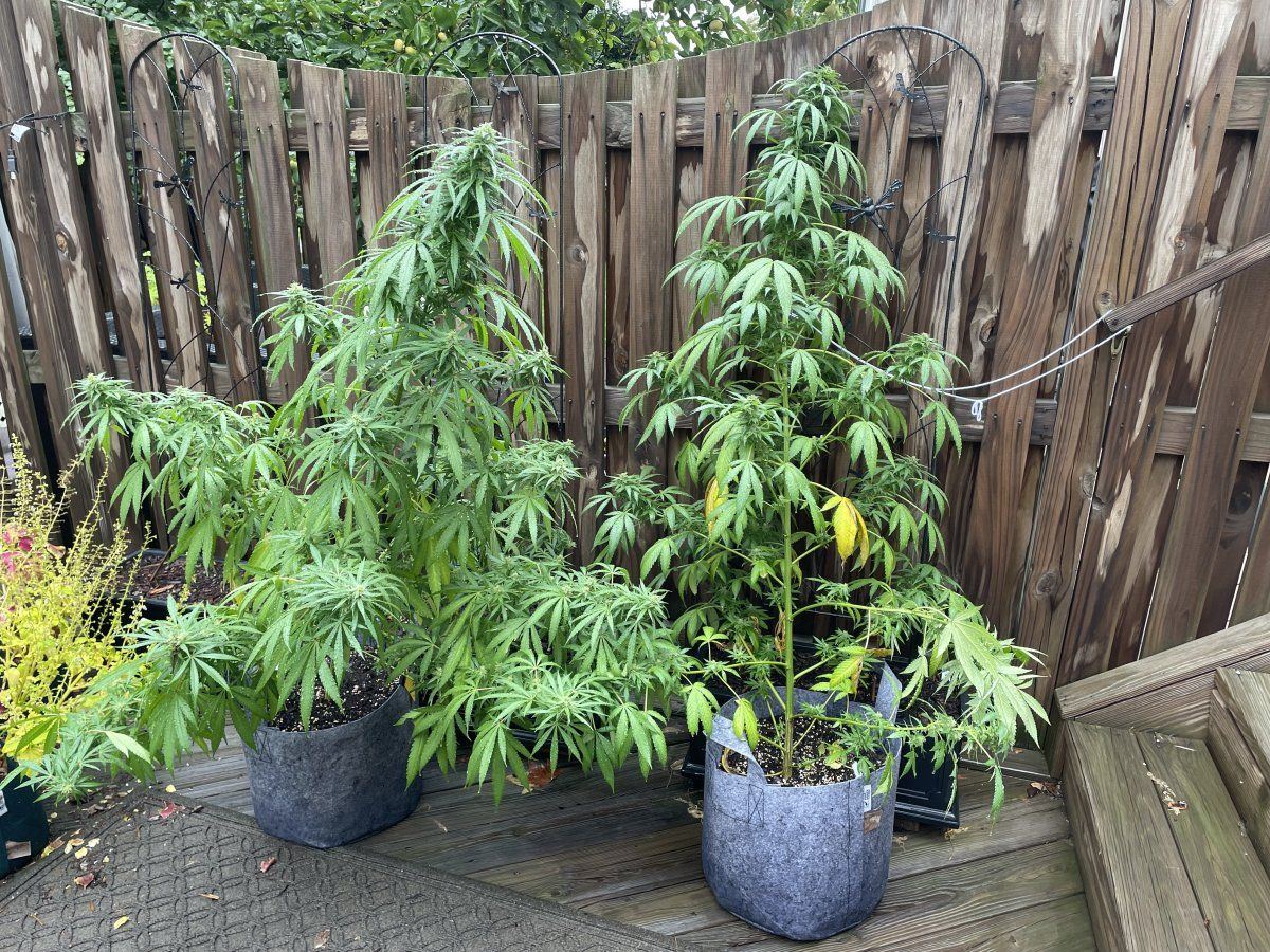 GDP THC Bomb  09 24 2023 01