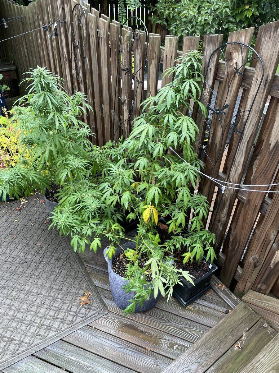 GDP THC Bomb  09 24 2023 02